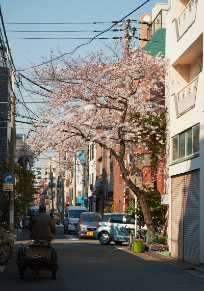 さくら