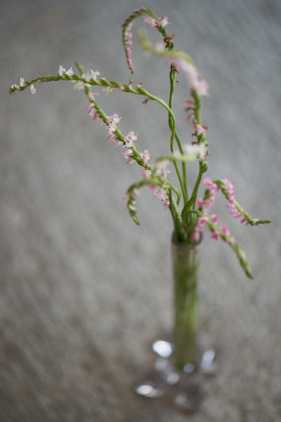 ねじれ花