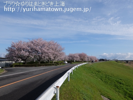 【倉吉市→湯梨浜町】桜めぐり