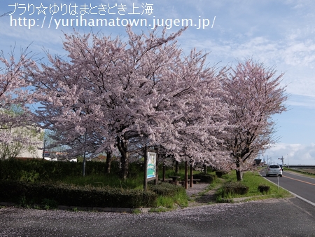 【倉吉市→湯梨浜町】桜めぐり