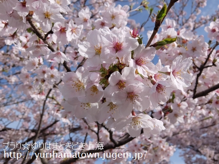【倉吉市→湯梨浜町】桜めぐり