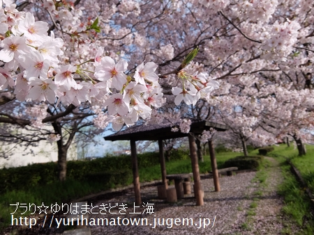 【倉吉市→湯梨浜町】桜めぐり