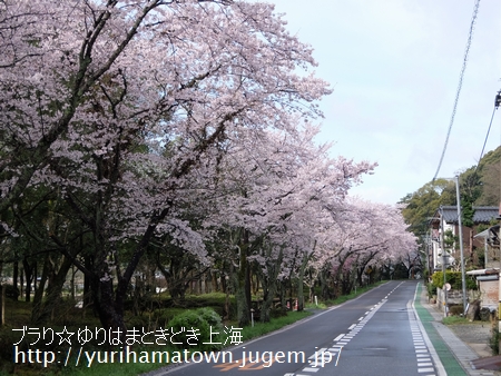 【倉吉市→湯梨浜町】桜めぐり