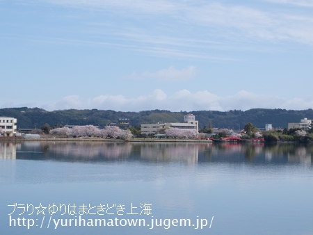 【倉吉市→湯梨浜町】桜めぐり