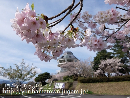 【倉吉市→湯梨浜町】桜めぐり