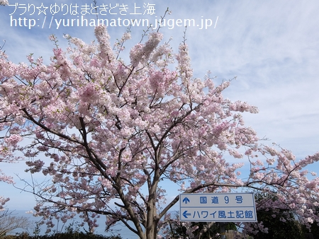 【倉吉市→湯梨浜町】桜めぐり