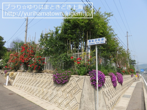 【湯梨浜町】Rose Garden
