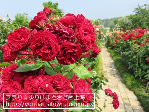 【湯梨浜町】Rose Garden