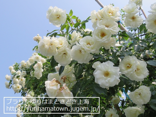 【湯梨浜町】Rose Garden