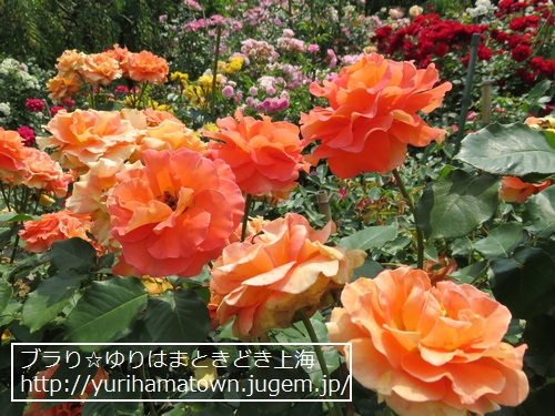 【湯梨浜町】Rose Garden