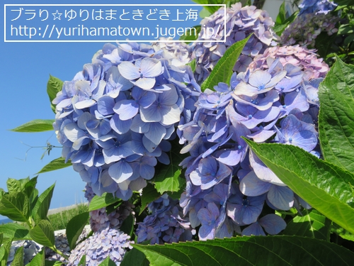 【琴浦町】鳴り石の浜