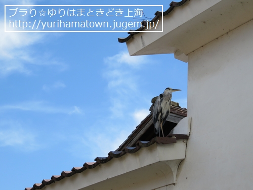 【倉吉市】白壁土蔵群周辺
