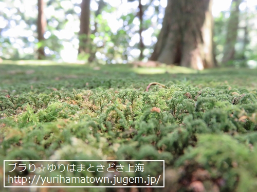 【島根県】華蔵寺