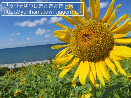 【琴浦町】鳴り石の浜のひまわり畑