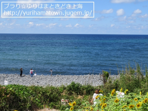 【琴浦町】鳴り石の浜のひまわり畑
