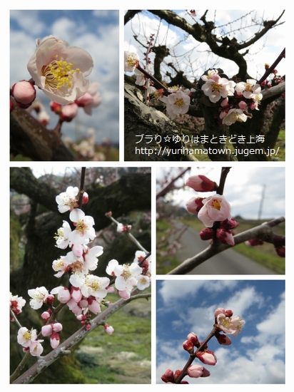 【湯梨浜町】野花豊後の花を楽しんだ...