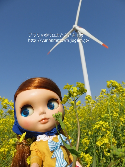 【北栄町】菜の花畑