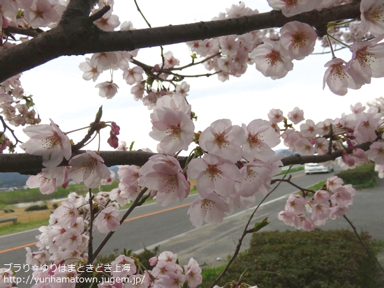 とっとり桜お花見特集