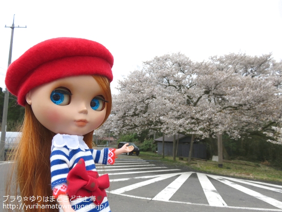 【琴浦町】上法万の大山桜