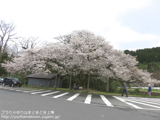 【琴浦町】上法万の大山桜