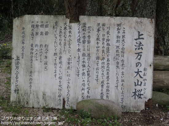 【琴浦町】上法万の大山桜