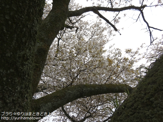 【琴浦町】上法万の大山桜