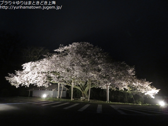 【琴浦町】幻想的な夜桜にうっとり!!上法万の大山桜