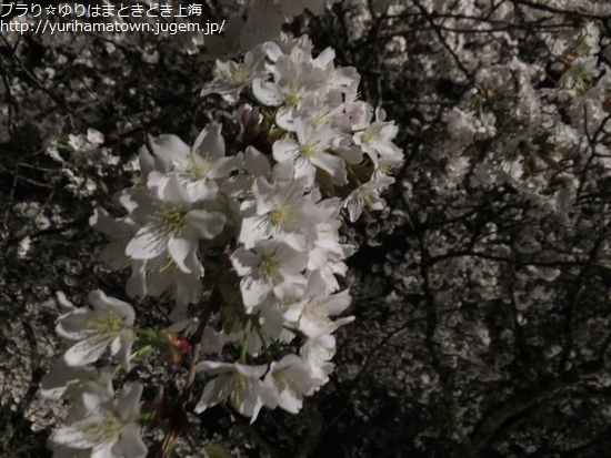【琴浦町】幻想的な夜桜にうっとり!!上法万の大山桜