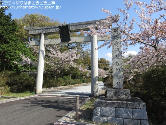 【大山町】桜満開!!名和神社