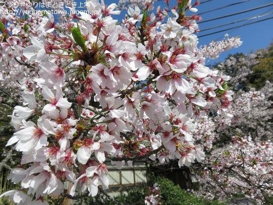 【大山町】桜満開!!名和神社