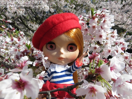 【大山町】桜満開!!名和神社