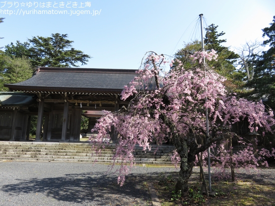 【大山町】桜満開!!名和神社
