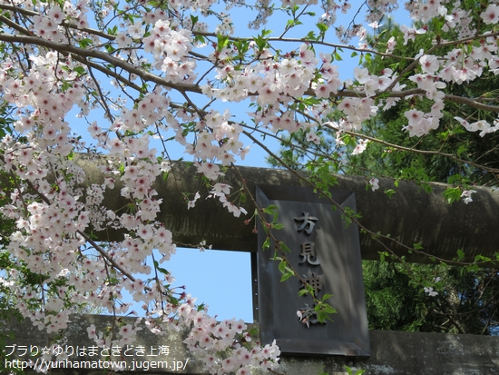 【琴浦町】桜吹雪き舞う!!方見神社