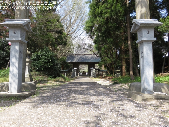 【琴浦町】桜吹雪き舞う!!方見神社