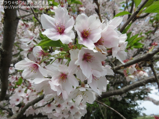 【琴浦町】桜吹雪き舞う!!方見神社