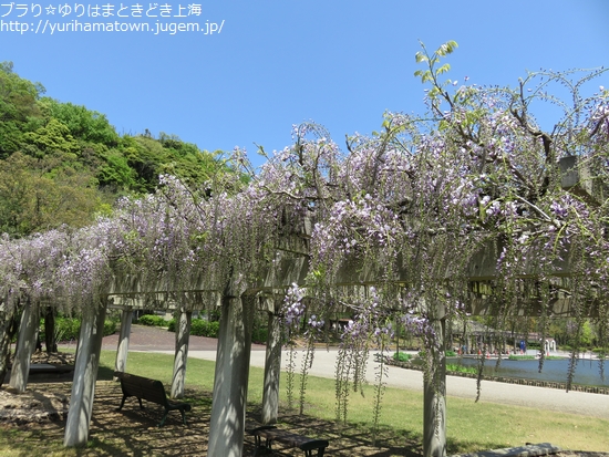 【湯梨浜町】紫色の藤カーテンを楽しむ!!あやめ池公園