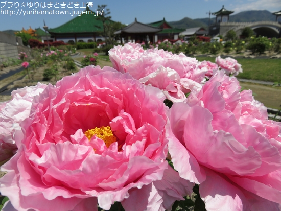 【湯梨浜町】中国庭園燕趙園で牡丹を楽しむ