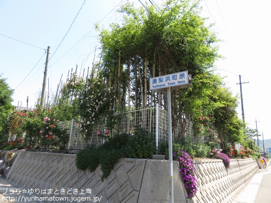 【湯梨浜町】素敵Rose Gardenでうっとりtime