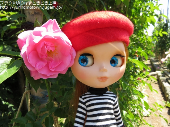 【湯梨浜町】素敵Rose Gardenでうっとりtime