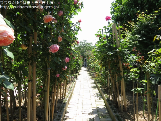 【湯梨浜町】素敵Rose Gardenでうっとりtime