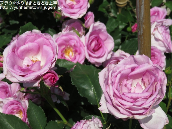 【湯梨浜町】素敵Rose Gardenでうっとりtime