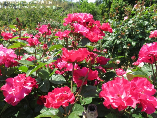 【湯梨浜町】素敵Rose Gardenでうっとりtime