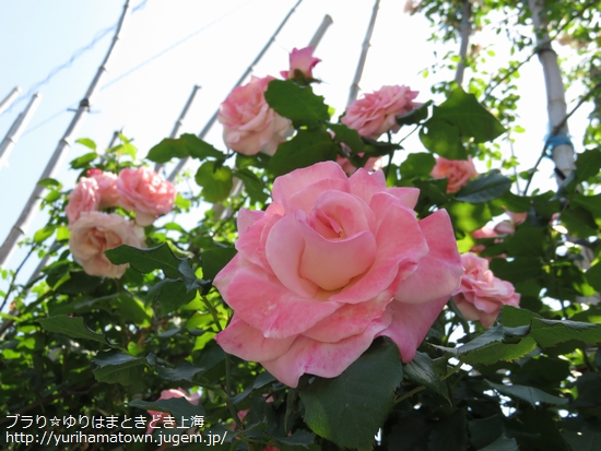 【湯梨浜町】素敵Rose Gardenでうっとりtime