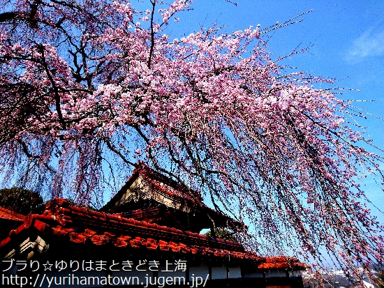 【倉吉市】極楽寺のしだれ桜