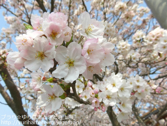 【北栄町】米花商店街の桜