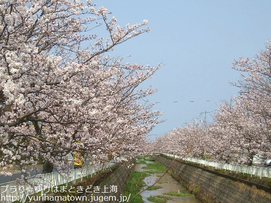 【倉吉市】会下谷川の桜