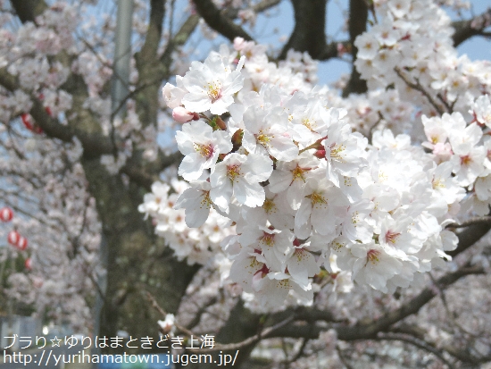 【倉吉市】会下谷川の桜