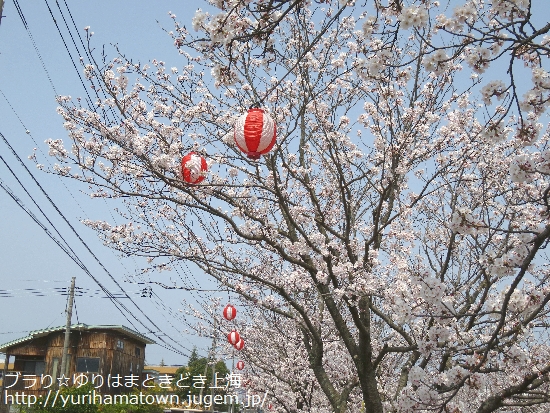 【倉吉市】会下谷川の桜