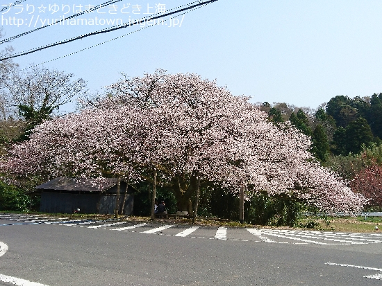 【琴浦町】上法万の大山桜