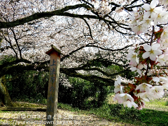 【琴浦町】上法万の大山桜